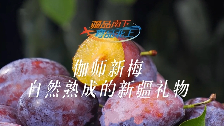 视频 | 伽师新梅，自然熟成的新疆礼物