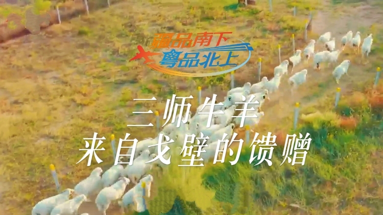 视频 | 三师牛羊，来自戈壁的馈赠