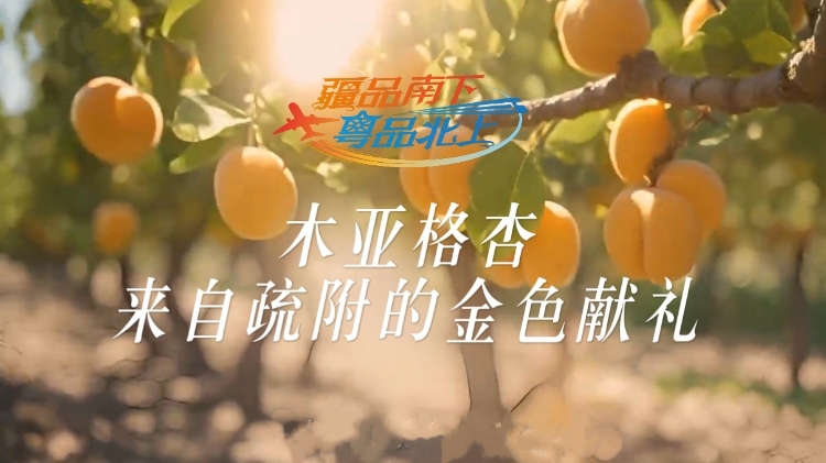 视频 | 木亚格杏，来自疏附的金色献礼