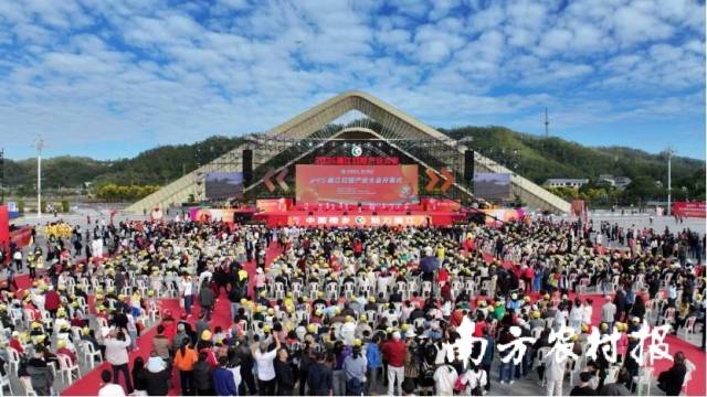 “橙”交2.78亿元！廉江红橙产业大会启幕，万亩橙园甜粤西