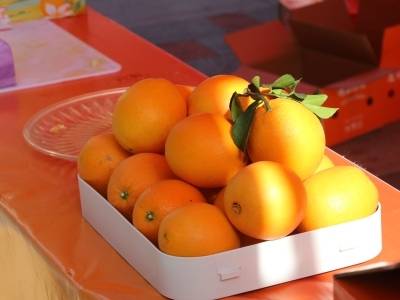 信丰脐橙进宝安，共绘乡村振兴新篇章