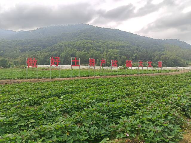 云城区富田薯业种植基地
