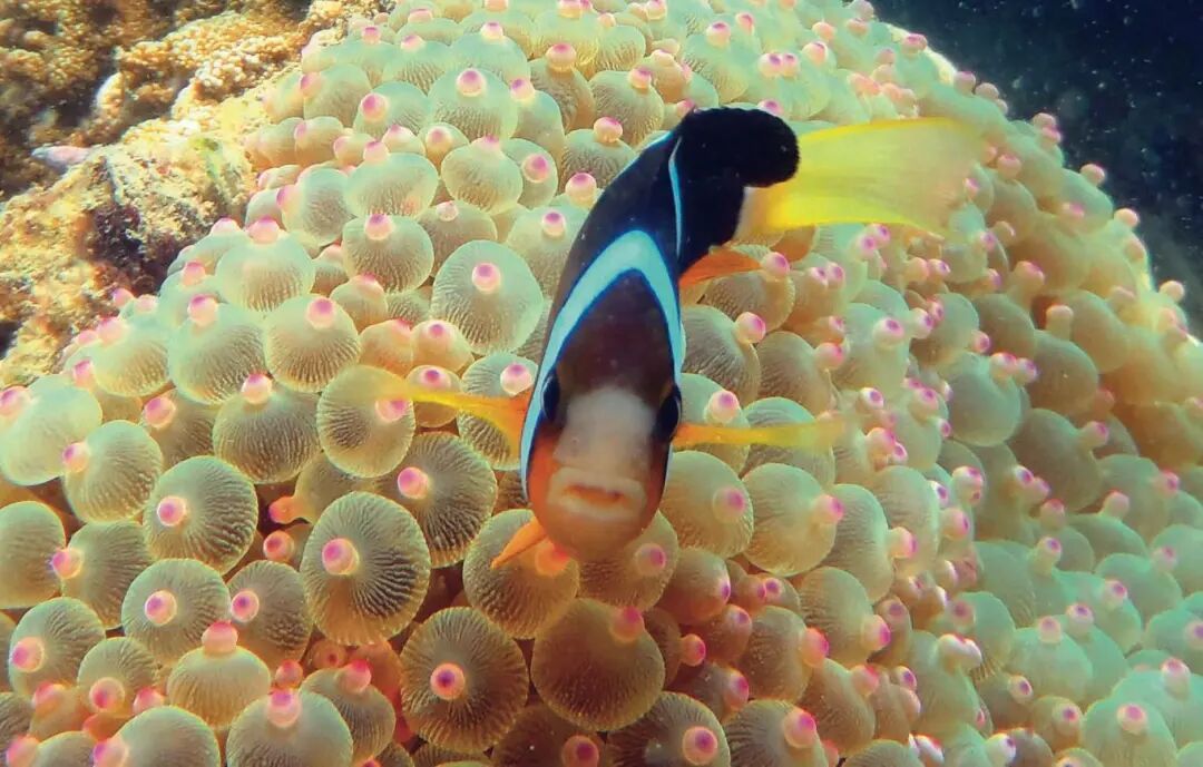 深圳的海,不养“闲鱼”