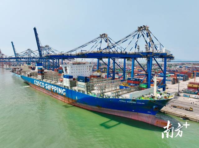 今年4月，广州港首条直航南美西岸的WSA3航线开通。南方+记者 苏韵桦 摄