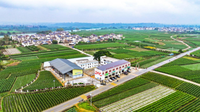 农文旅篇｜山海携手五载同心光明田阳 绘就乡村振兴新图景