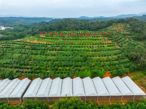 三合镇大红柑种植示范基地。 三合镇大红柑种植示范基地。