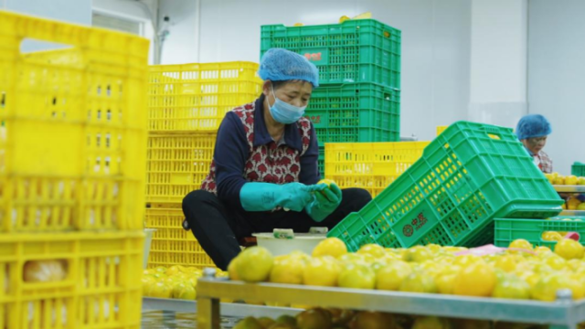 中皮加工车间工人正在开果。 中皮加工车间工人正在开果。