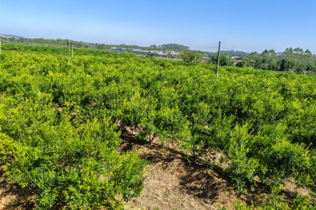 千亩柑园果溢香！恩平和平村绘就产业振兴新篇