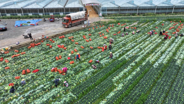 社会助力篇｜山海携手五载同心 光明田阳 绘就乡村振兴新图景