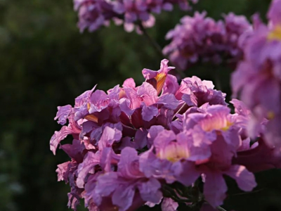 暖冬紫霞映好心湖，茂名露天矿生态公园300株风铃木盛放
