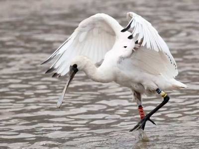 幸运！全球濒危物种黑脸琵鹭“66E”现身珠海