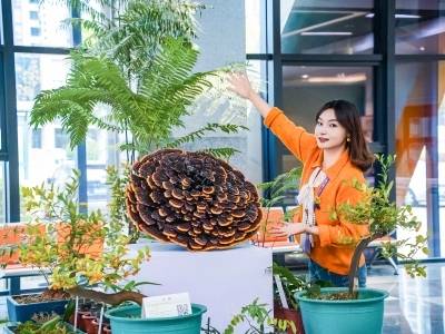 走！跟主播云逛广东林业博览会