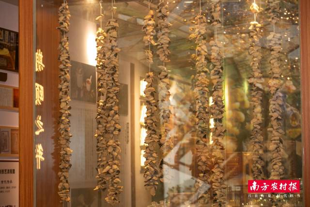 新会陈皮文化与产业博览中心展陈的新会陈皮。