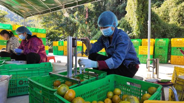 工人们正在对今年首批采摘的大红柑进行开皮。