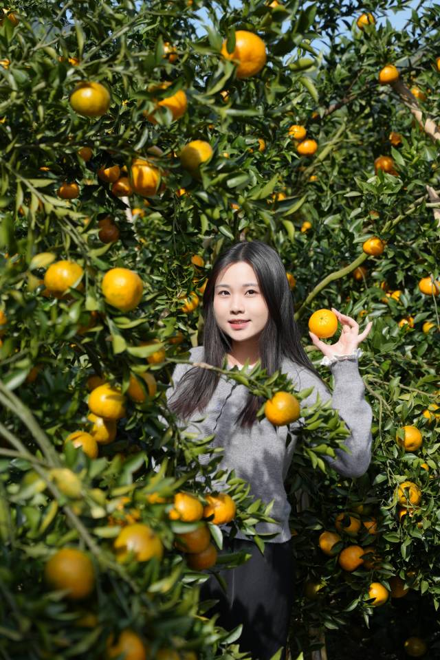 正是橙黄橘绿时，浦北大红柑压满枝头。