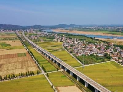 博罗试种新品种水稻迎丰收