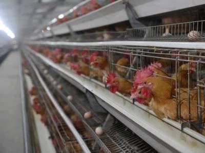 博罗成功打造7个“国家地理标志保护产品”