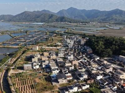 从“靠海吃海”到“护海享海”，铁涌油麻地村闯出振兴路