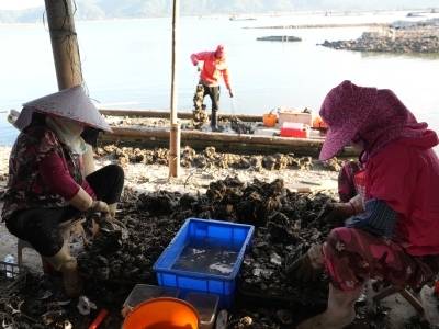 海里“捞”出亿元产业！铁涌有何“食”力？｜稔平半岛深调研①