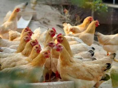 聚焦大湾区农交会｜搭上农域“广交会”快车，肇庆农品借力“媒体+”走向全国