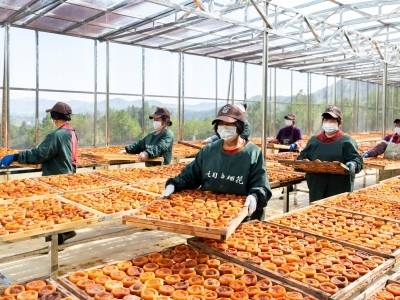 图集｜大地调色盘上线！“土特产”绘就五华强镇兴村富民实景图