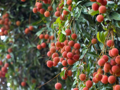 聚焦大湾区农交会｜茂名以“媒体+”为翼，携特色农产品热销湾区