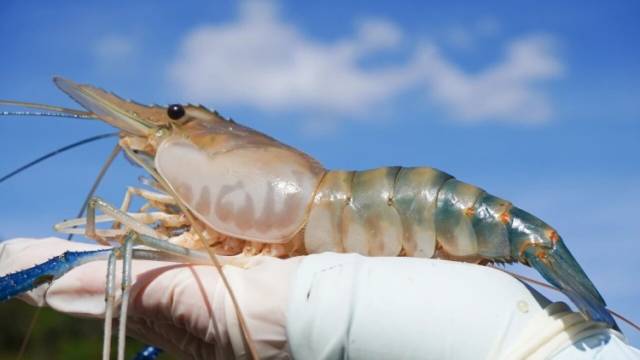 乘“媒体+”东风，“中国虾王”火出圈