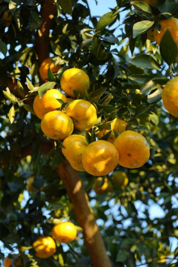 图集 | 初冬浦北风物志：一脉陈香，万象交融