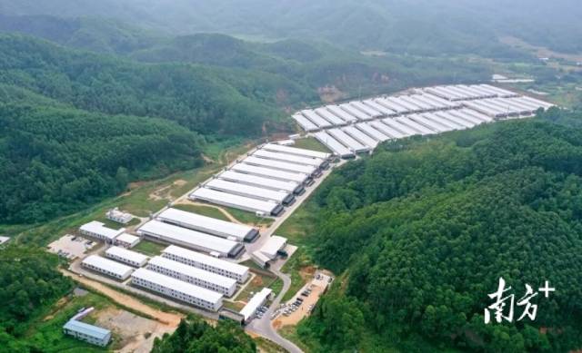 温氏集团培育多个国审种猪配套系，推动国产种猪市场占有率持续提升。