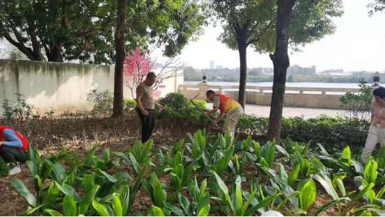 聂志华与同声社区居委会工作人员种植黄花梨