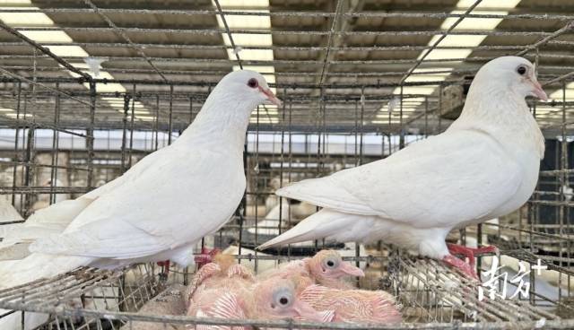 兴宁鸽凭借品种优势，成为粤东特色产业标杆。