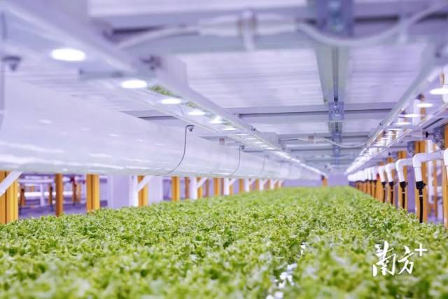 广良白云基地内的植物工厂，蔬菜住“别墅”，全年可供应优质蔬菜。