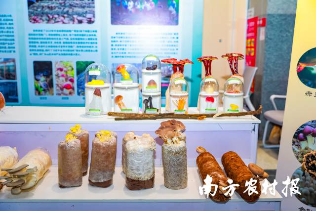 梅州市农林科学院微生物研究所带来活体食用菌菌包、标本等。 梅州市农林科学院微生物研究所带来活体食用菌菌包、标本等。