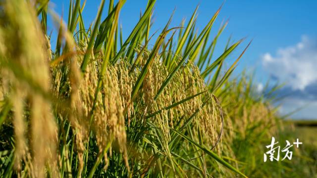 丰收时节，广东稻田风景如画。