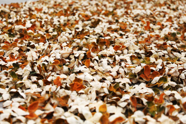 广东江门新会生晒中的陈皮，久制陈皮素有“一两陈皮一两金”的美誉，是当地的致富果。南方+记者 张由琼 摄