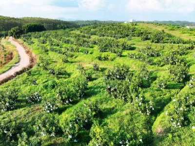 乡村创客“柚”见丰收，东源枫木青柚结硕果 | 乡村创客东源秀⑧