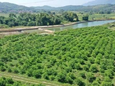 韶关武江：三产协同强“筋骨”，产业振兴惠民生