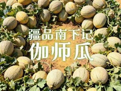 视频 | 疆品南下记：伽师瓜