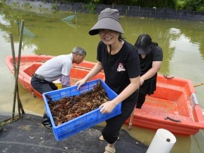 “稻虾共舞”如何叩开阳春潭水“致富门”？