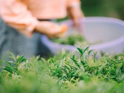 价值跃升之战，罗浮山茶怎么打？