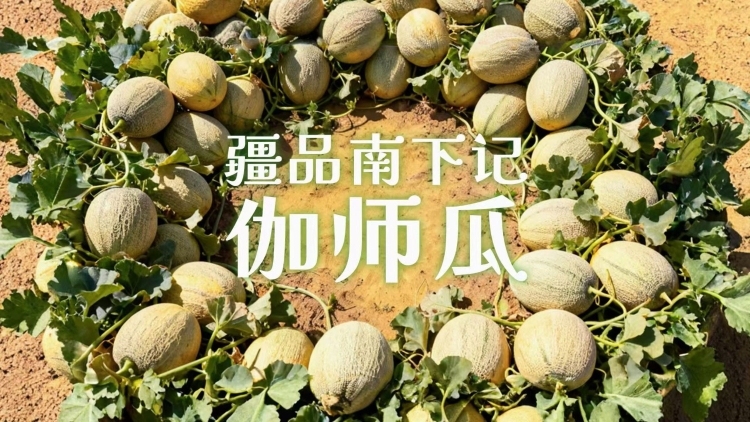 视频 | 疆品南下记：伽师瓜