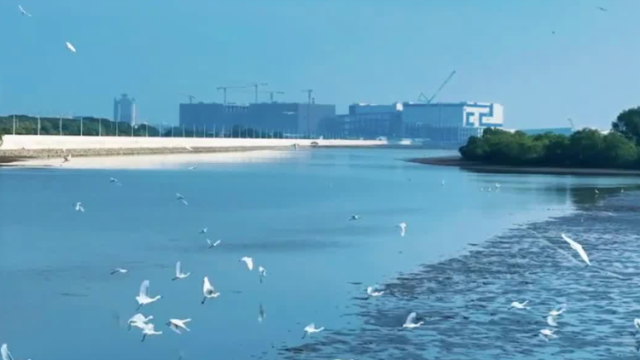 视频｜南沙迎来候鸟迁徙季，每一帧都是大自然的浪漫