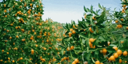 融安金桔。资料图片