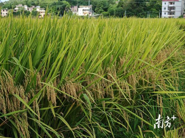 田间长势整齐一致的“华航香银针”。