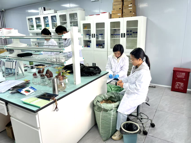 分析研究花生籽粒。  