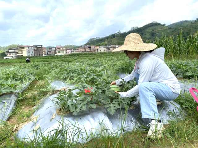 王铃艳决心将论文写在大地上。  