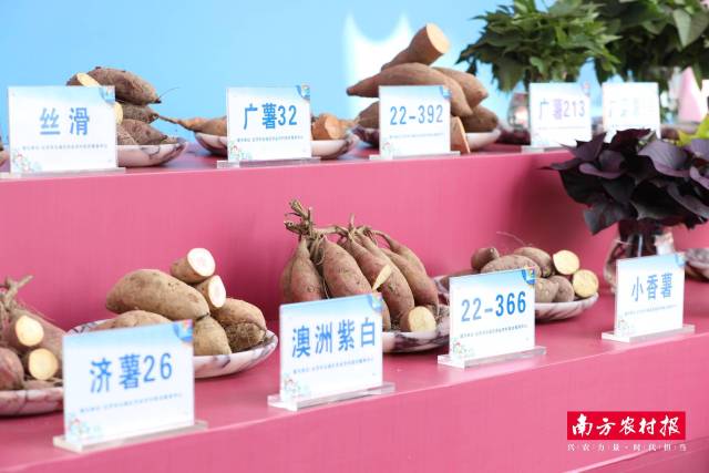 第二十四届广东种业博览会云城分会场（番薯专场）展示现场。