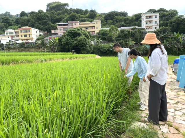 王铃艳和团队深入田间地头开展研究和技术指导。  
