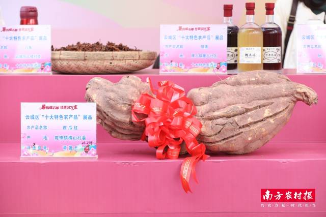 26.23斤！2025年云城“番薯王”亮相！