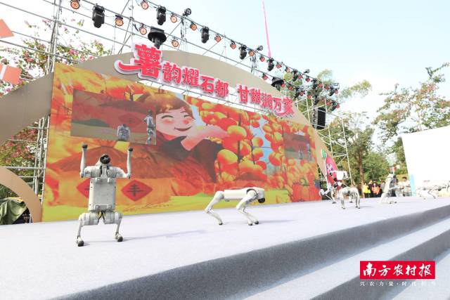 机器狗“庆丰收”舞蹈